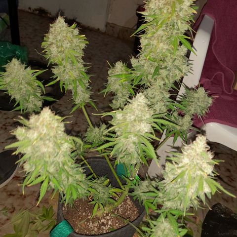 Orange Blossom XXL Auto growlog timeline photo