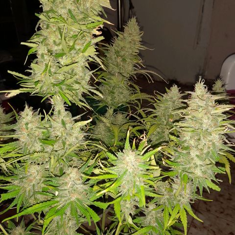 Orange Blossom XXL Auto growlog timeline photo