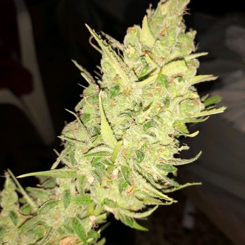 Orange Blossom XXL Auto growlog timeline photo