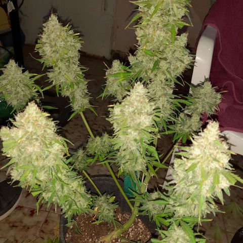 Orange Blossom XXL Auto growlog timeline photo
