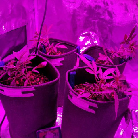 Red Line Automix BSF growlog photo: LST