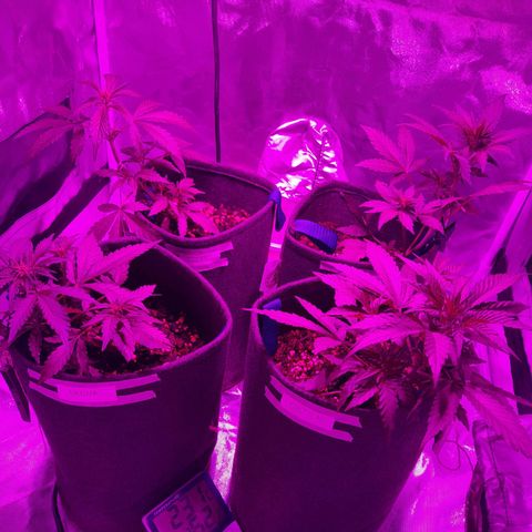 Red Line Automix BSF growlog timeline photo