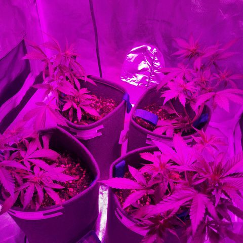 Red Line Automix BSF growlog timeline photo