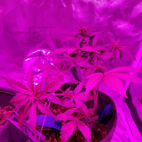 Red Line Automix BSF growlog timeline photo