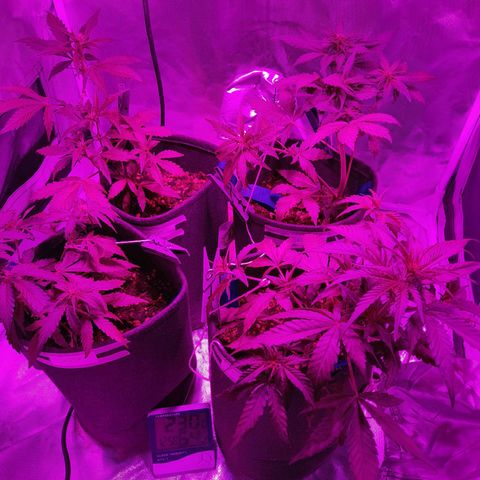 Red Line Automix BSF growlog timeline photo