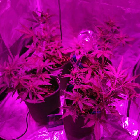 Red Line Automix BSF growlog timeline photo