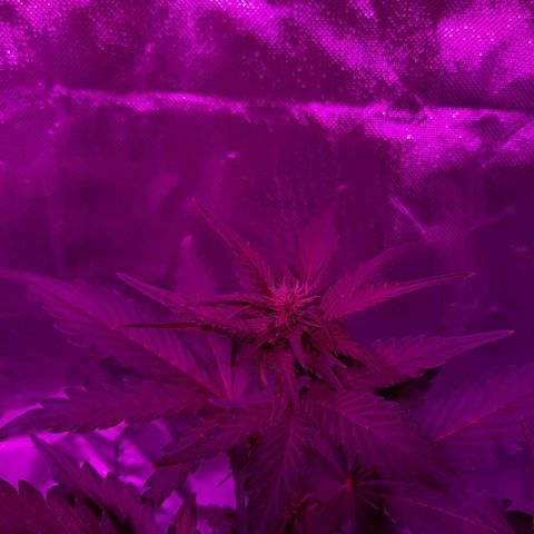 Red Line Automix BSF growlog timeline photo
