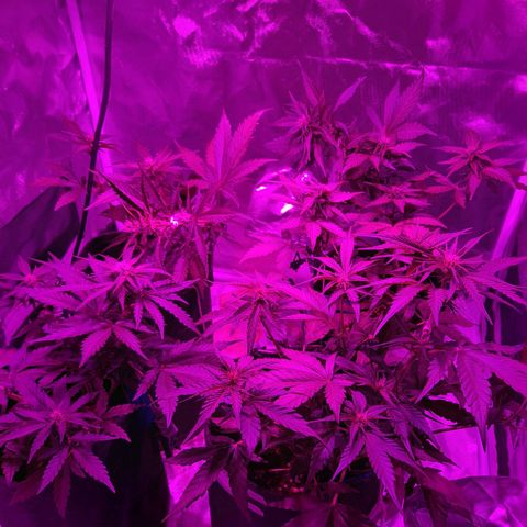 Red Line Automix BSF growlog timeline photo