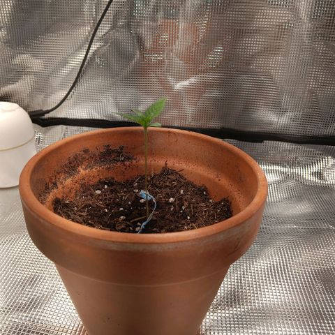 Benny Hill growlog photo: Support to stand the flower up straight.