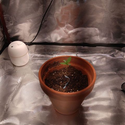 Benny Hill growlog photo: Support to stand the flower up straight.