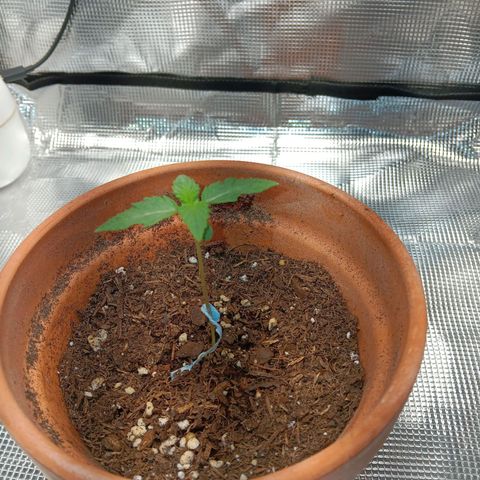 Benny Hill growlog timeline photo
