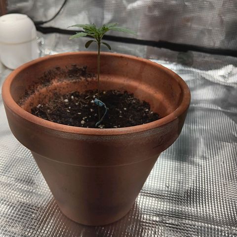 Benny Hill growlog timeline photo
