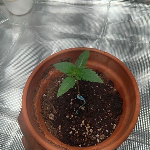 Benny Hill growlog timeline photo