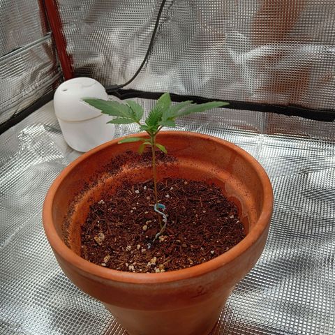 Benny Hill growlog timeline photo