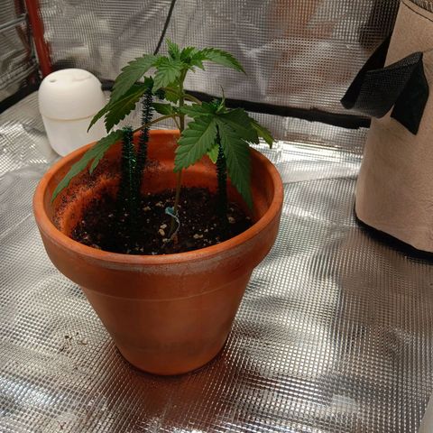 Benny Hill growlog photo: Started low stress training.