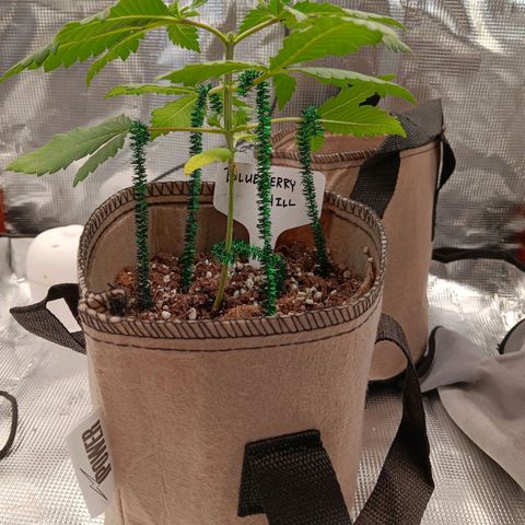 Benny Hill growlog photo: First Topping.