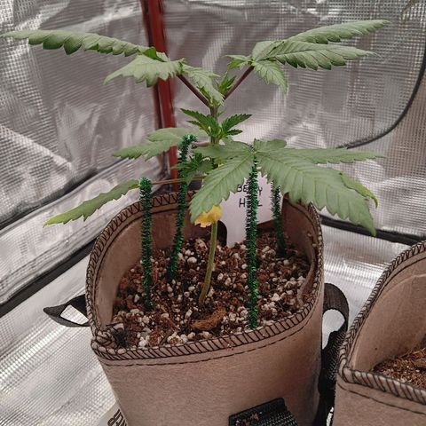 Benny Hill growlog timeline photo