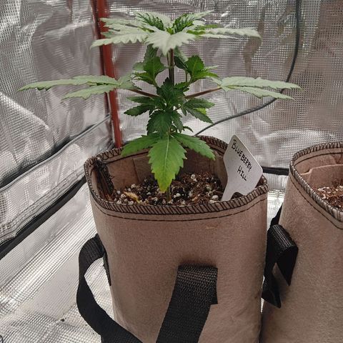 Benny Hill growlog timeline photo