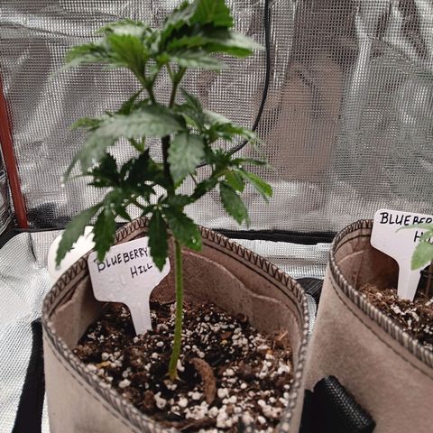 Benny Hill growlog timeline photo