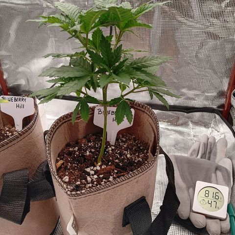Benny Hill growlog timeline photo