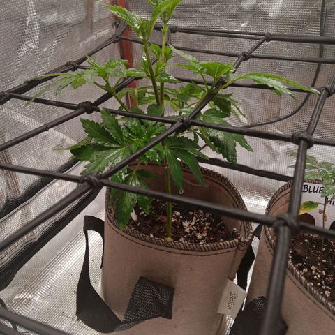 Benny Hill growlog timeline photo