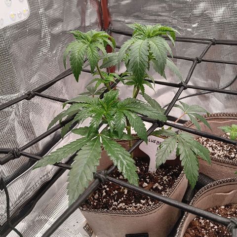 Benny Hill growlog timeline photo