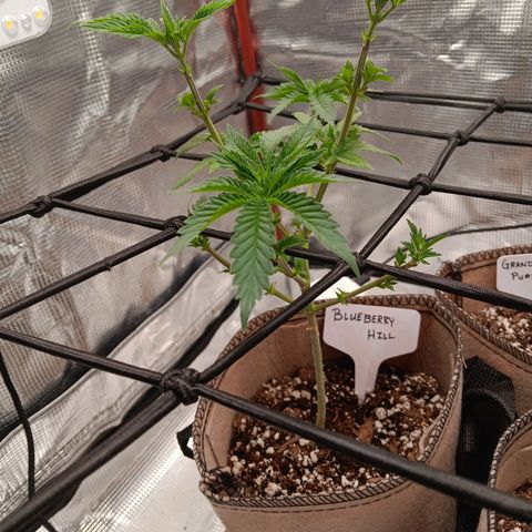 Benny Hill growlog timeline photo