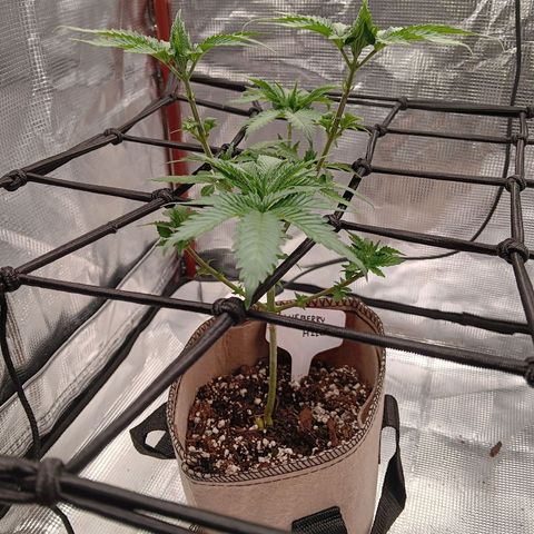 Benny Hill growlog timeline photo
