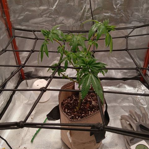 Benny Hill growlog timeline photo