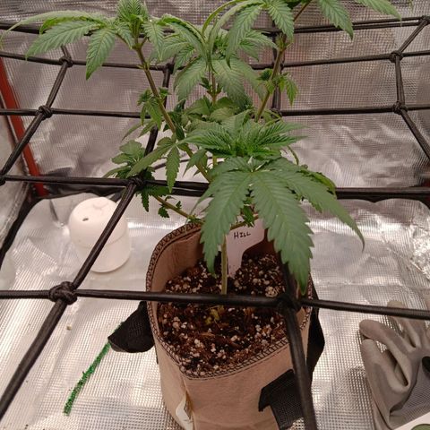 Benny Hill growlog timeline photo