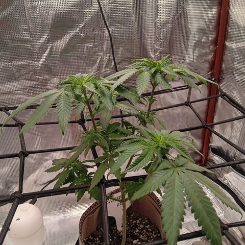 Benny Hill growlog photo: Got a little clawing going on time to switch to bloom nutrients.