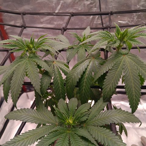 Benny Hill growlog timeline photo