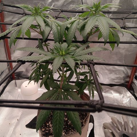 Benny Hill growlog photo: Top Buds.