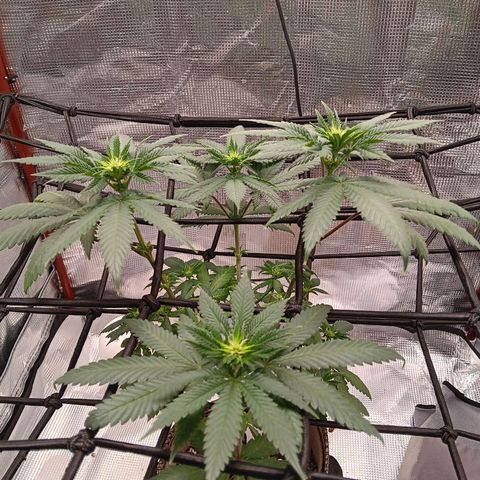 Benny Hill growlog photo: Bloom