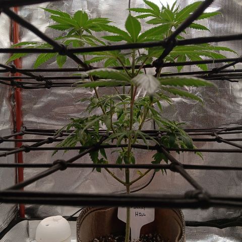 Benny Hill growlog photo: Bloom