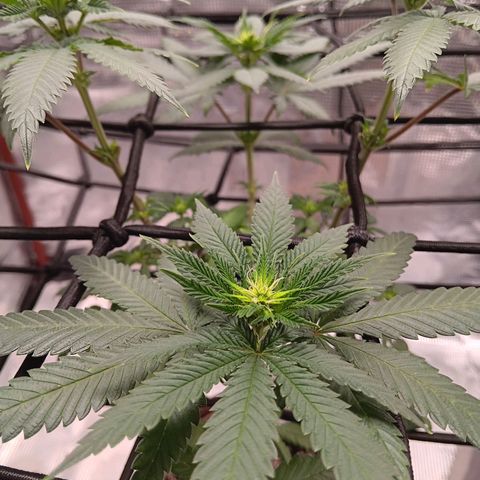 Benny Hill growlog photo: Bloom