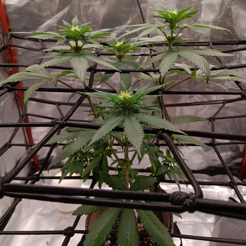 Benny Hill growlog timeline photo