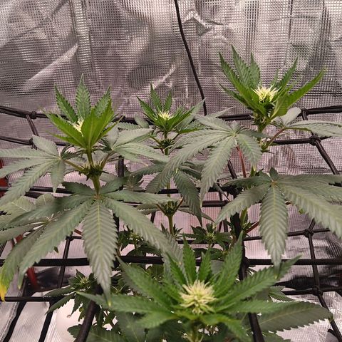 Benny Hill growlog timeline photo