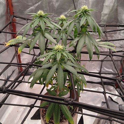 Benny Hill growlog photo: Before watering. 