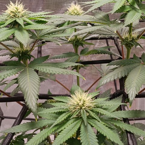 Benny Hill growlog timeline photo
