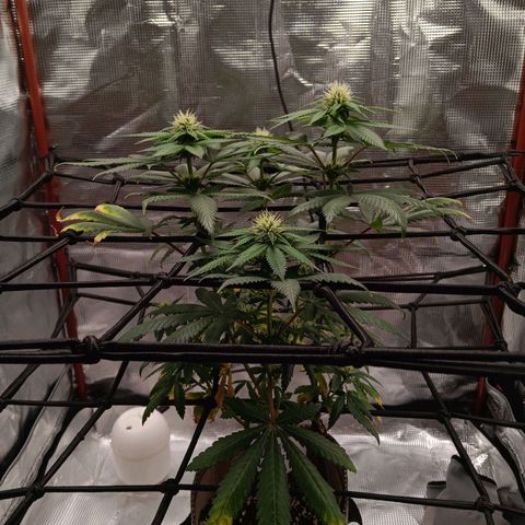 Benny Hill growlog timeline photo