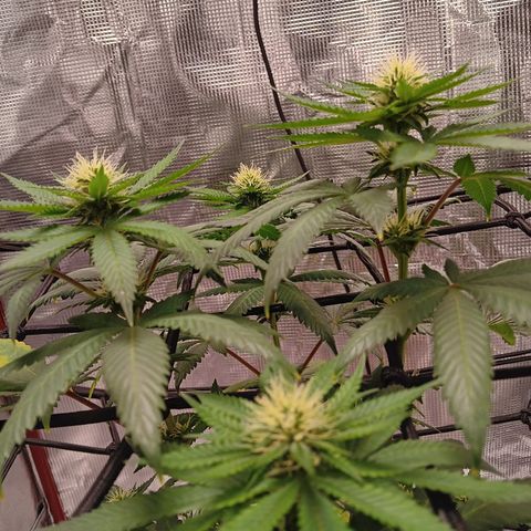 Benny Hill growlog timeline photo