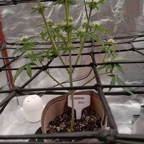 Benny Hill growlog timeline photo