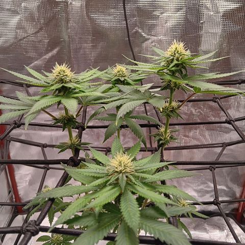 Benny Hill growlog timeline photo