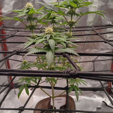 Benny Hill growlog timeline photo