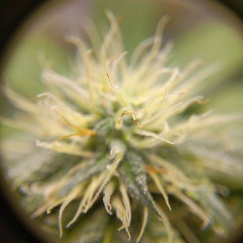 Benny Hill growlog timeline photo