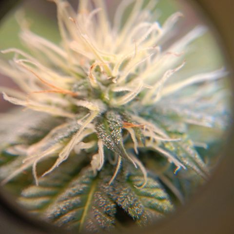 Benny Hill growlog timeline photo
