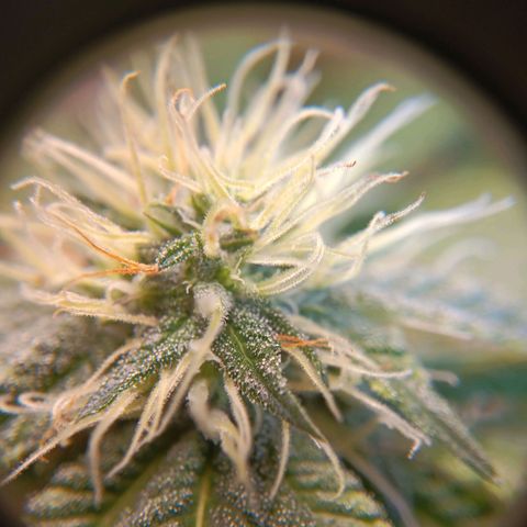 Benny Hill growlog timeline photo