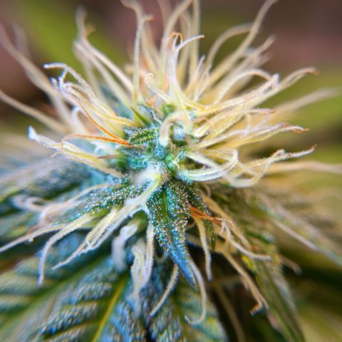 Benny Hill growlog timeline photo