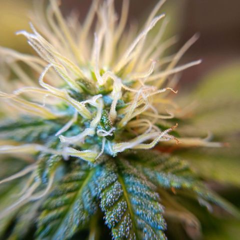 Benny Hill growlog timeline photo